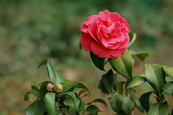 stock image Camellia