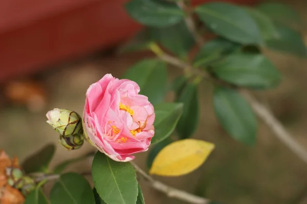 Camellia — Stock Photo, Image