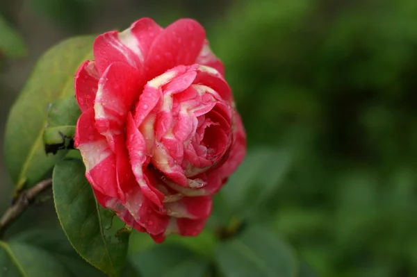 Camellia — Stock Photo, Image