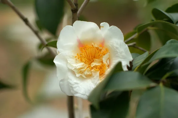 stock image Camellia