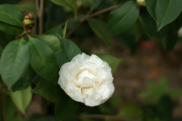 stock image Camellia