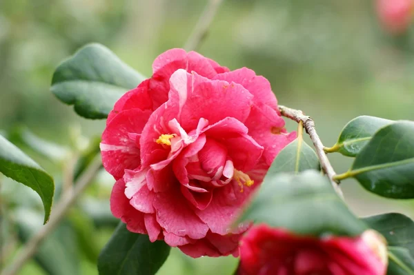 Camellia Stock Image