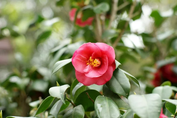 Camellia Royalty Free Stock Images