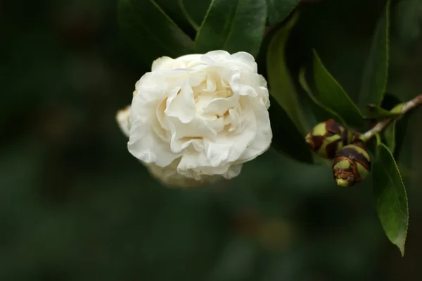 Camellia Royalty Free Stock Images