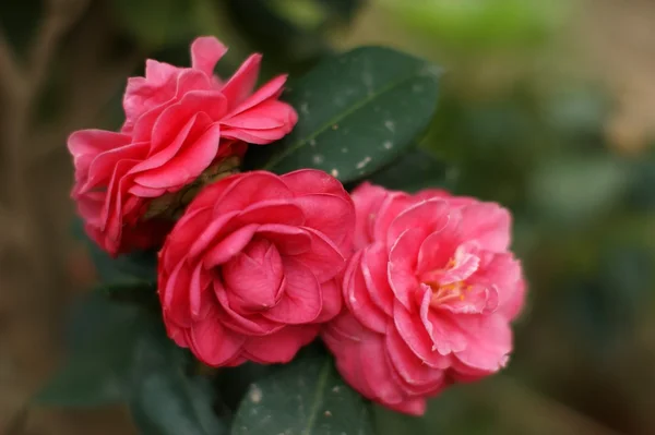 Camellia Royalty Free Stock Photos