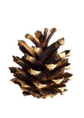 Beyaz bir arka plan üzerinde izole pinecones görüntüsü