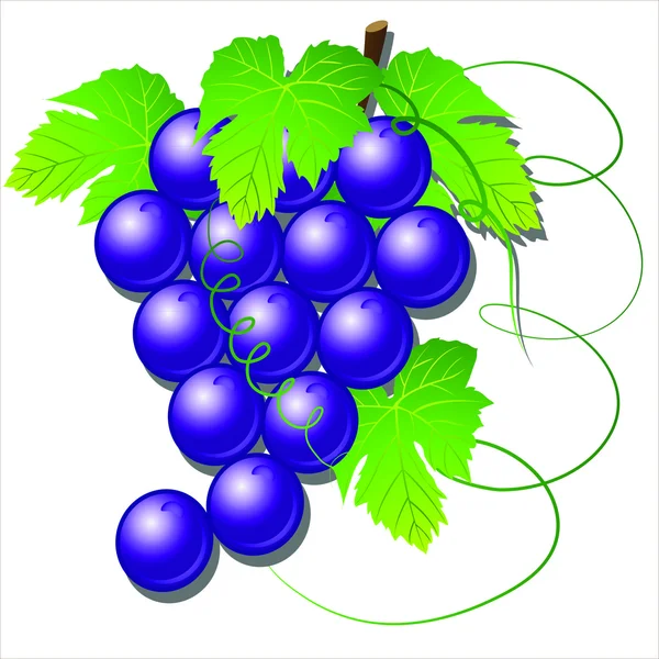 Black grapes VECTOR — Stock Vector