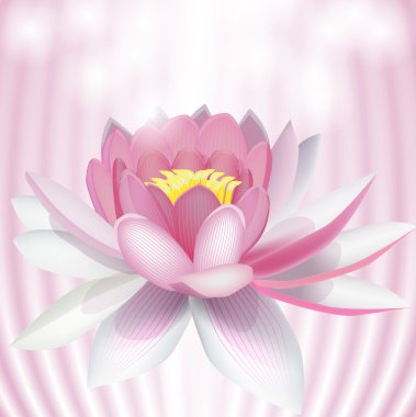 Pink water lily. Vector illustration clipart