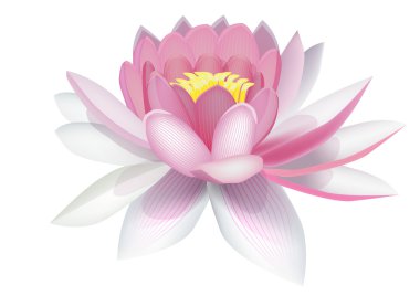 Water lily clipart