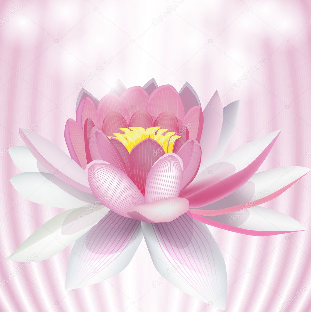 Pink Water Lily Vector Illustration — Stock Vector © Averych 5135184 4878