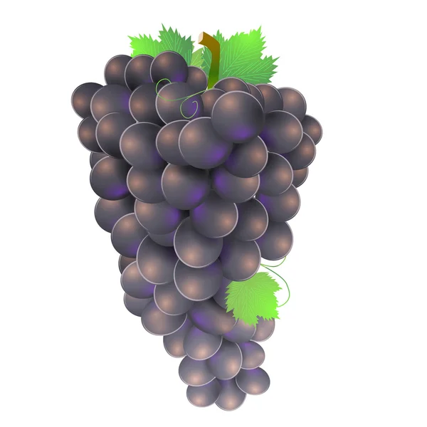 Fresh black grapes illustration — Stock Vector