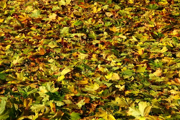 Осень в октябре — стоковое фото