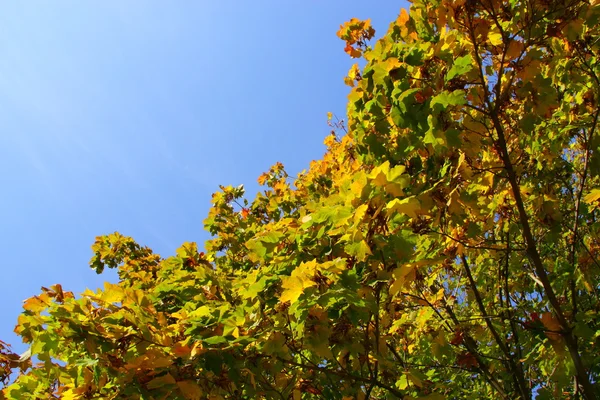 Осень в октябре — стоковое фото