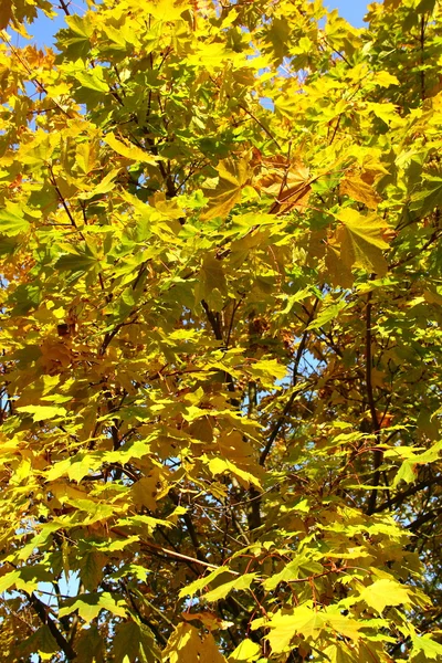 Outono em outubro — Fotografia de Stock