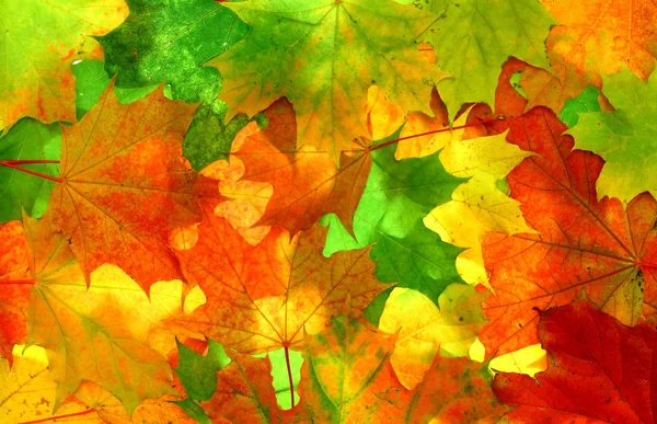 Podzimní textury — Stock fotografie
