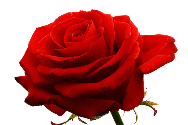 Closeup view of beautiful red rose