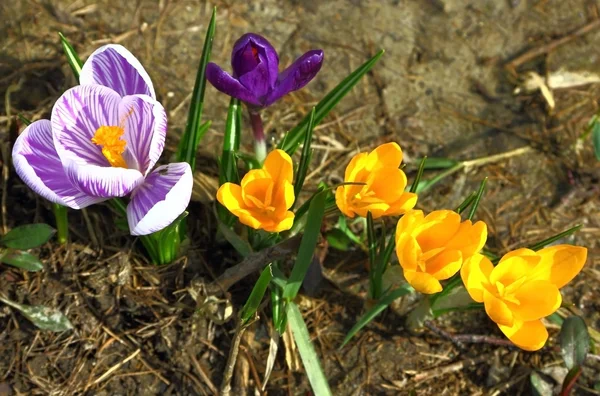 Spring flowers — Stock Photo, Image