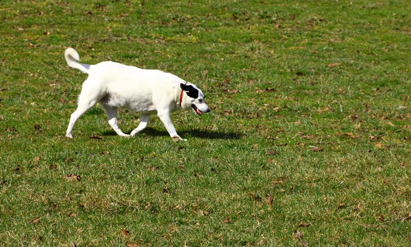 köpek oynama