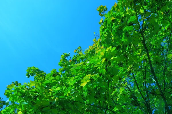 Tropické zelené listy — Stock fotografie
