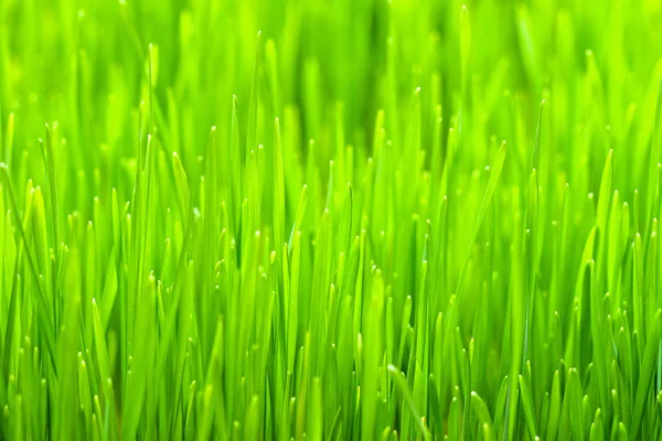 Wheatgrass — Stock Photo, Image