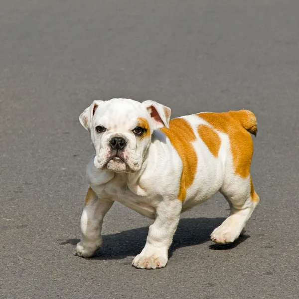 Bulldog bebé — Foto de Stock