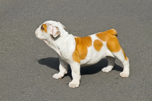 Postura Bulldog — Foto de Stock