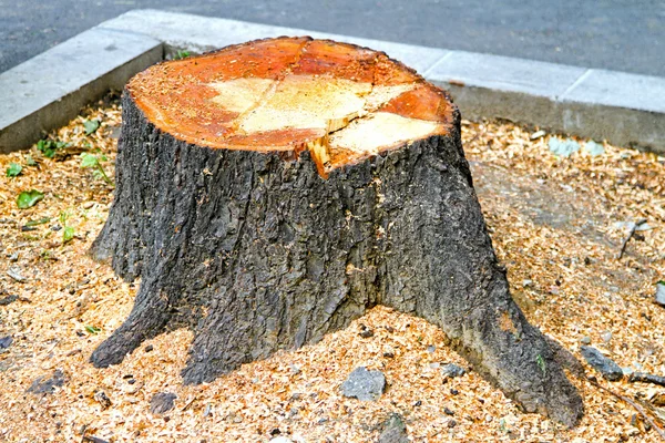 Sliced stump — Stock Photo, Image
