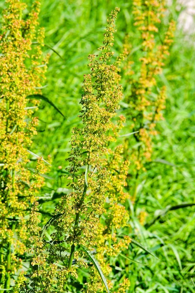 stock image Ragweed