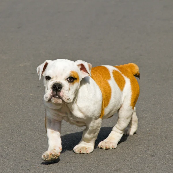 Bulldog che cammina — Foto Stock