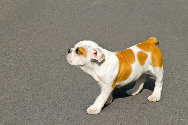 Bulldog joven — Foto de Stock