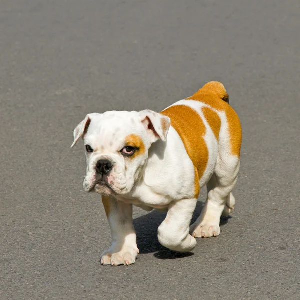 Bulldogge spazieren — Stockfoto