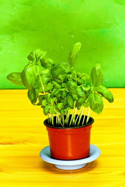 Bazylia roślin — Zdjęcie stockowe