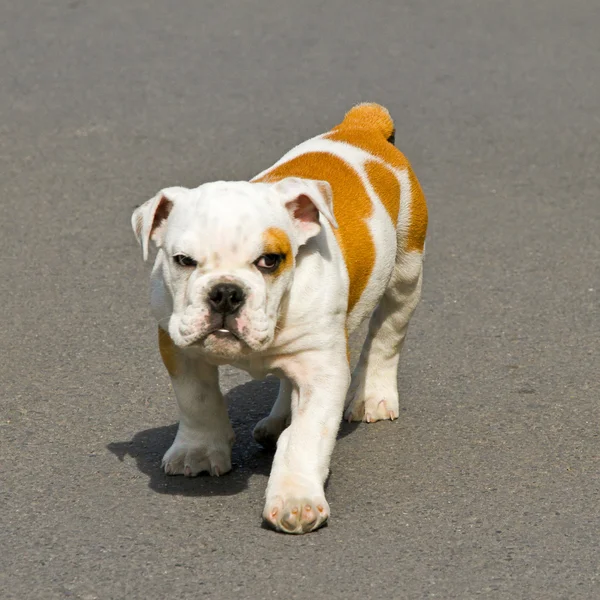 Bulldog. — Foto de Stock