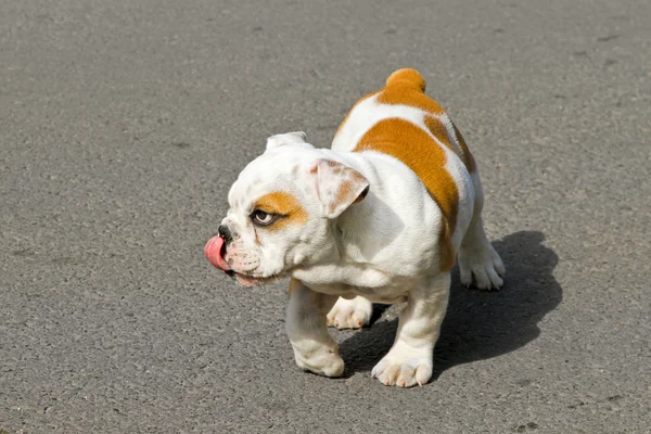 Bulldog leccare — Foto Stock