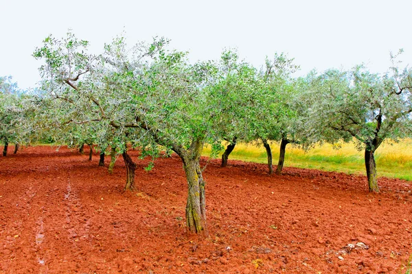 stock image Olive tree