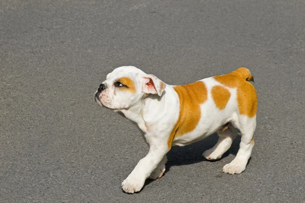 Bulldog esbelta — Foto de Stock