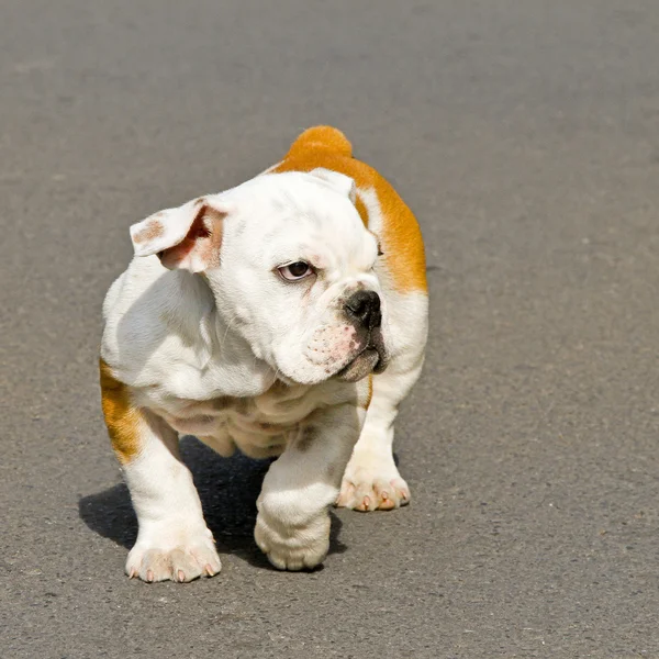 Schattig Engels Bulldog Pup Rond Wijk — Stockfoto