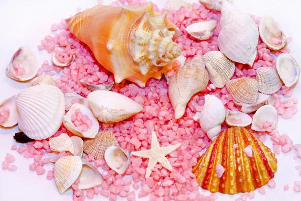 Decoração Vida Conchas Mar Com Pedras Rosa — Fotografia de Stock