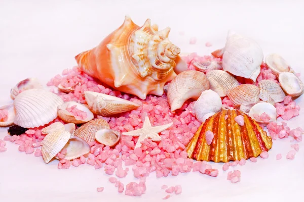Summer shells — Stock Photo, Image