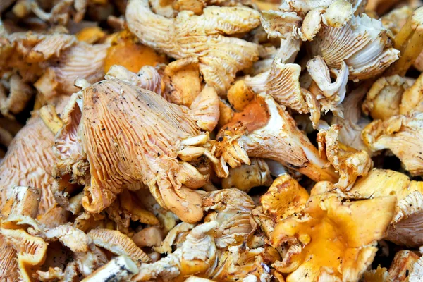 Mushrooms Chanterelles — Stock Photo, Image