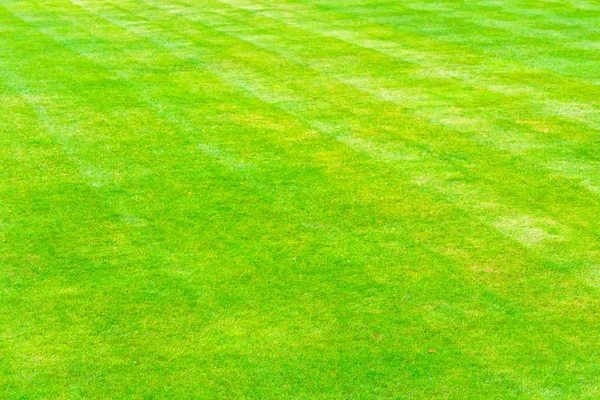 Close Shot Green Grass Field — Stock Photo, Image