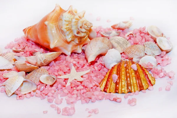 Seashells Decoração Vida Marinha Com Pedras Rosa — Fotografia de Stock