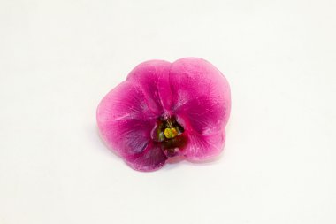 Mor orkide çiçek görüntüsünü kapatmak