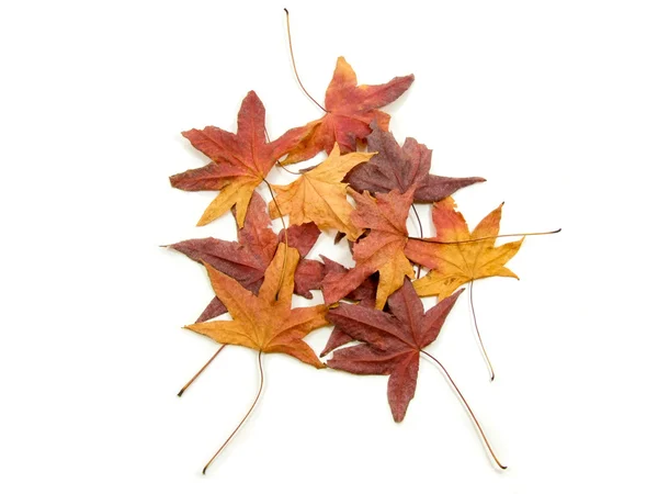 Autumns листя — стокове фото
