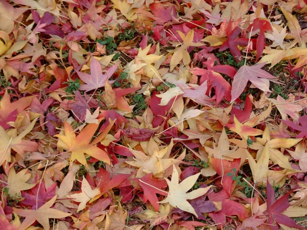 Viele Blätter Herbstlichen Farben — Stockfoto
