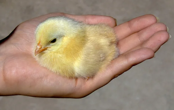 Kip in een hand — Stockfoto