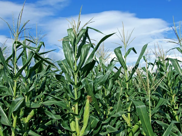 Zöld Napos Kék Kukoricásban — Stock Fotó