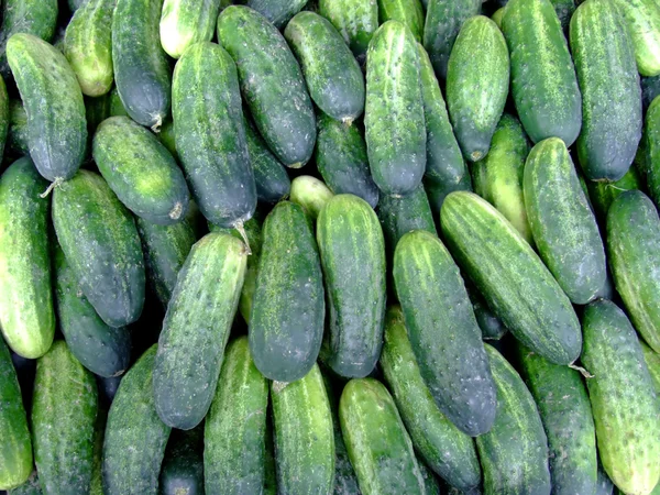 Pile Fresh Organic Cucumbers Market — Stock Photo, Image