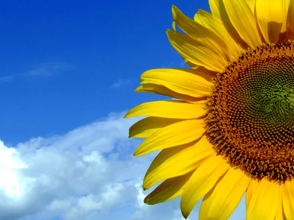 Makroaufnahme Eines Teils Der Sonnenblume Mit Blauem Himmel Und Wolken — Stockfoto