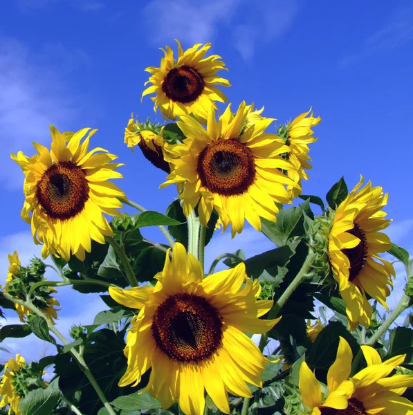 Sonnenblumenbaum Mit Blauem Himmel Und Wolken Hintergrund — Stockfoto